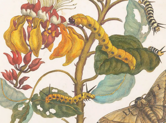 Metamorphosis Insectorum Surinamensium