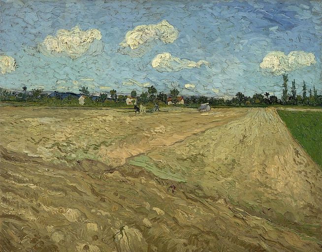 Wheatfield