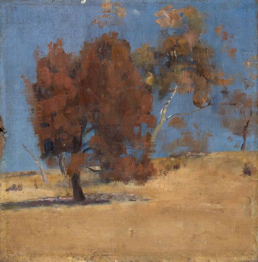 She-oak and Sunlight